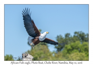 African Fish-eagle