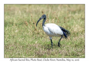 African Sacred Ibis