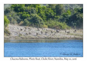 Chacma Baboons