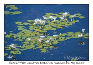 Blue Star Water Lilies
