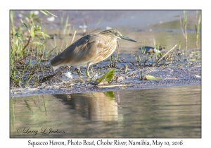 Squacco Heron