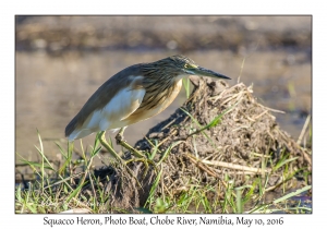 Squacco Heron