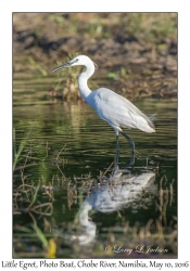 Little Egret