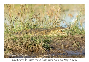 Nile Crocodile