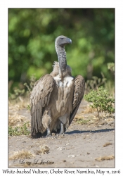 White-backed Vulture