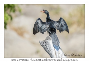 Reed Cormorant