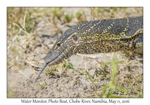 Water Monitor