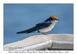 Wire-tailed Swallow