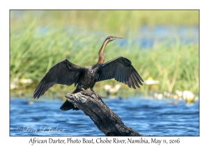 African Darter