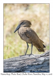 Hamerkop