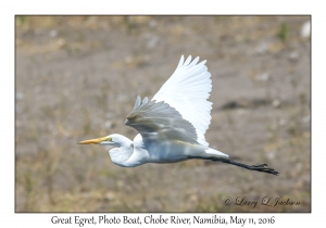 Great Egret