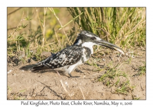 Pied Kingfisher