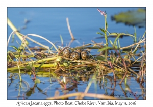 African Jacana eggs