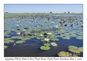 Egyptian White Water Lilies