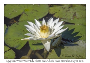 Egyptian White Water Lily