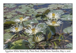 Egyptian White Water Lilies