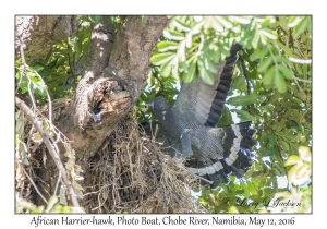 African Harrier-hawk