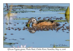 African Pygmy-goose