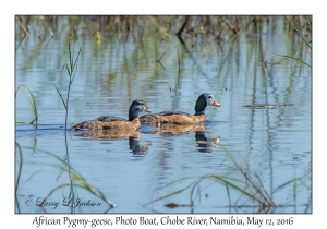 African Pygmy-geese