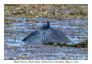 Black Heron