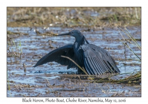 Black Heron