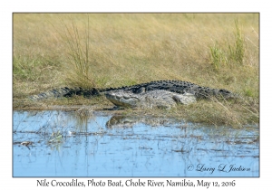 Nile Crocodiles