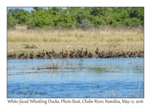 White-faced Whistling Ducks