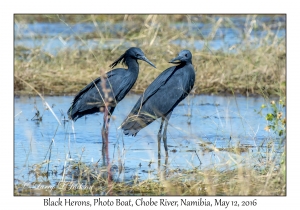 Black Herons