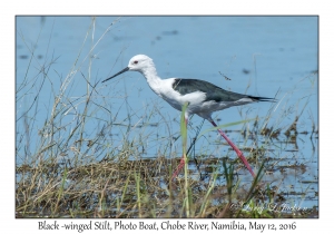 Black-winged Stilt