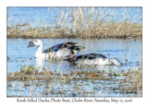 Knob-billed Ducks