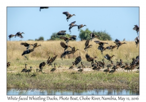 White-faced Whistling Ducks