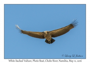 White-backed Vulture