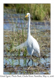 Great Egret