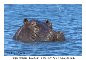 Hippopotamus