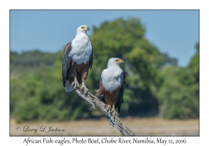 African Fish-eagles