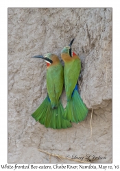 White-fronted Bee-eaters