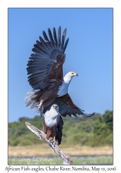 African Fish Eagles