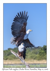 African Fish-eagles