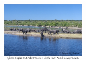 African Elephants