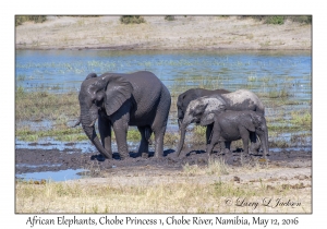 African Elephants