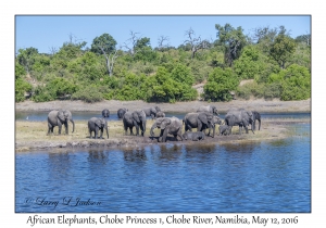 African Elephants