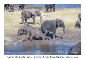 African Elephants