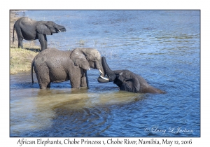 African Elephants