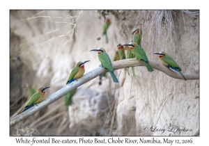 White-fronted Bee-eaters