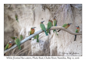 White-fronted Bee-eaters