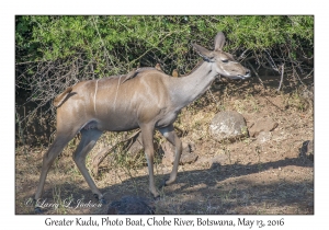 Greater Kudu