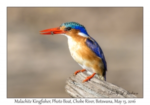 Malachite Kingfisher