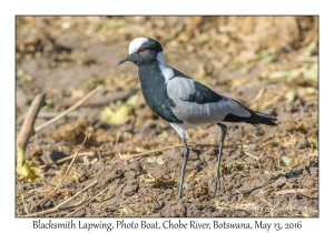 Blacksmith Lapwing