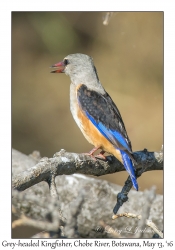 Grey-headed Kingfisher