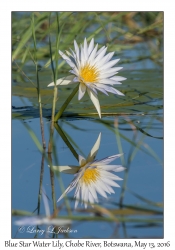 Blue Star Water Liliy & reflection